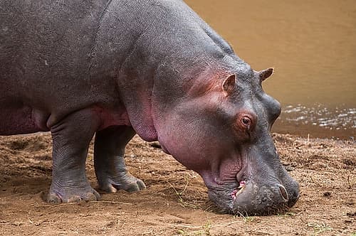 Portrait of an hippopotamus at the water side Masai Mara National Reserve-Kenya Nature Print